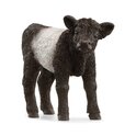 Schleich Gallowayské teľa