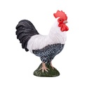 Il mio Gallo