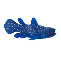 Az én Coelacanthom