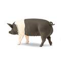 Safari® Cerdo Hampshire