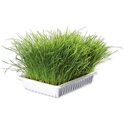 Hierba Trixie para gatitos cuenco 100 g
