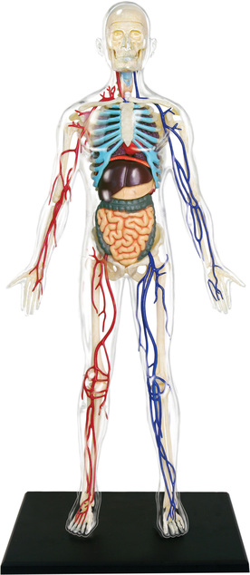 4D Master - Anatomie des Menschen - Transparenter Körper 33 cm