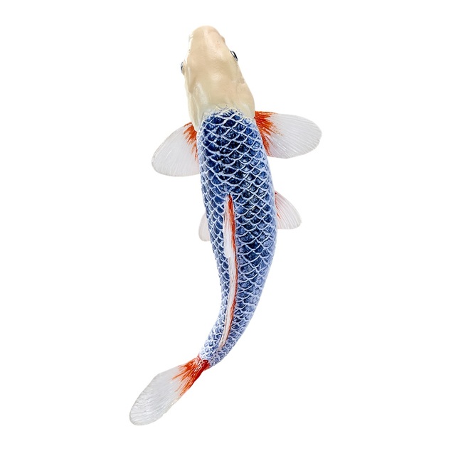 Mojo Kapor koi asagi