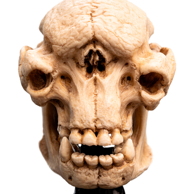 Weta Workshop Le Seigneur des Anneaux - Crâne d'un Troll des Cavernes Miniature