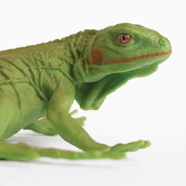 Safari® Mláďa leguána