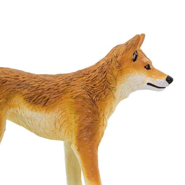 Safari® Dingo