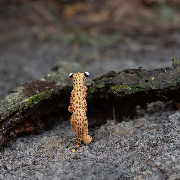 Safari® Mláďa leoparda