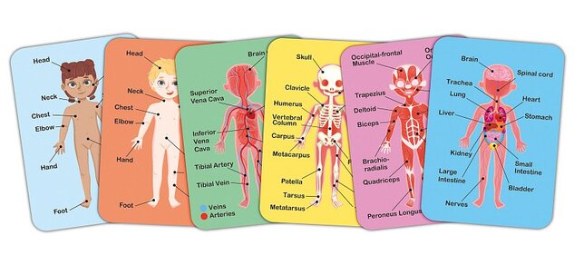 Hape Magnetické puzzle - Ľudské telo