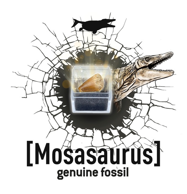 Dinodig vykopávka a kostra Triceratops