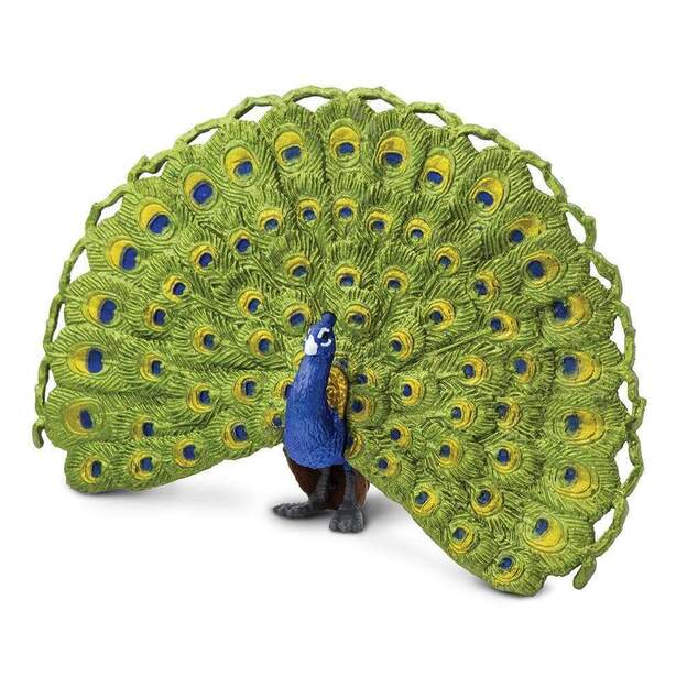Safari® Páv