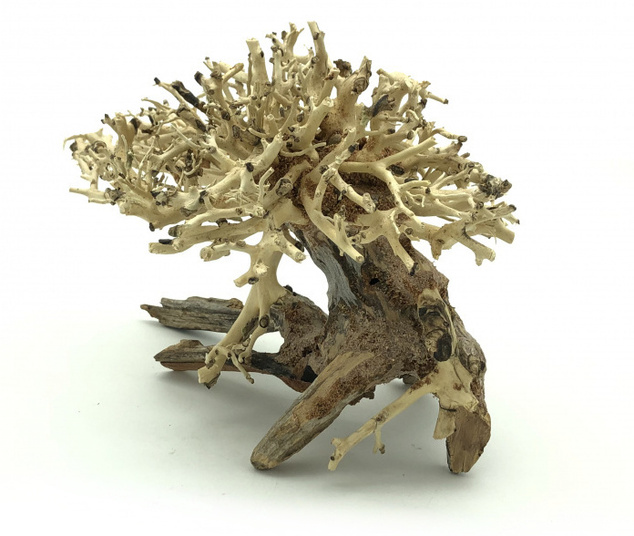 Bonsai Driftwood 20 x 15 x 16 cm No.10