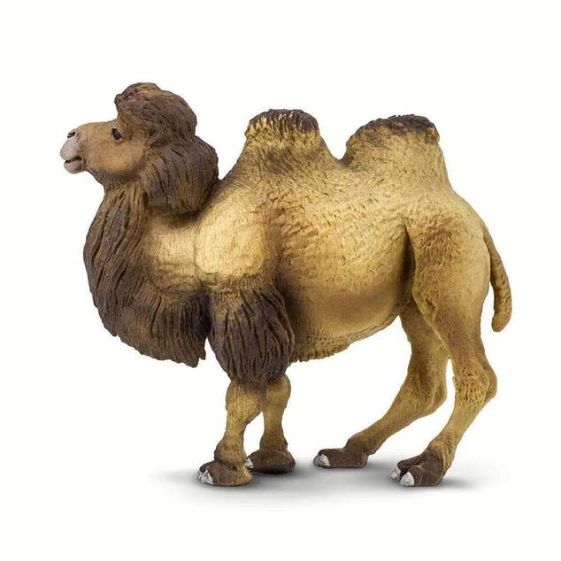 Safari® Бактрийска камила