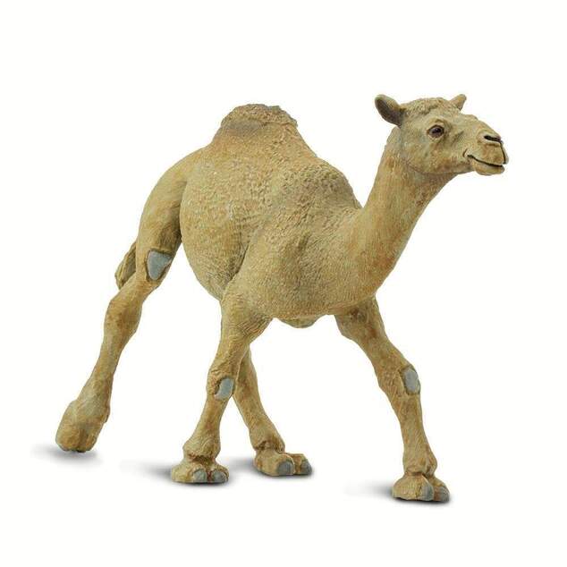 Safari® Ťava Jednohrbá