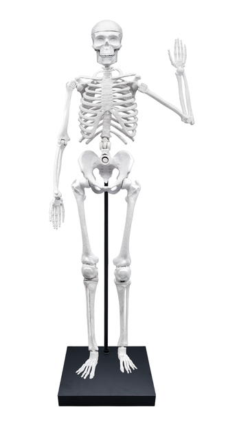 Ľudská kostra 85cm (2181)