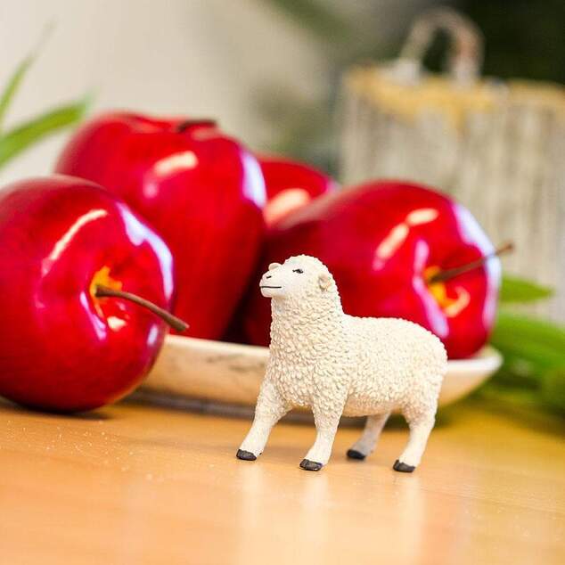 Safari® Ovca