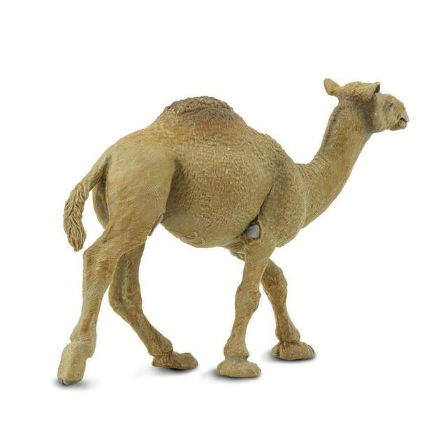 Safari® Ťava Jednohrbá