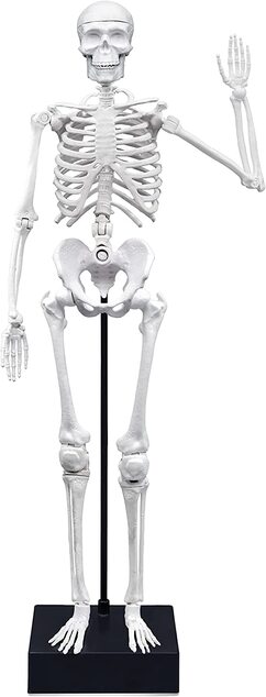 Ľudská kostra 45cm (2180)