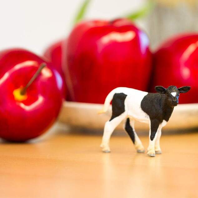 Safari® Mláďa kravy Holstein