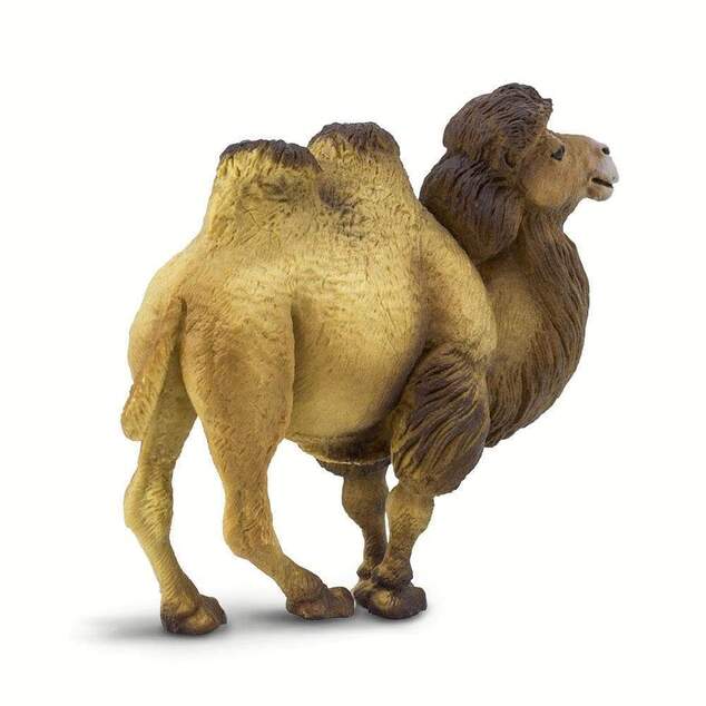 Safari® Бактрийска камила