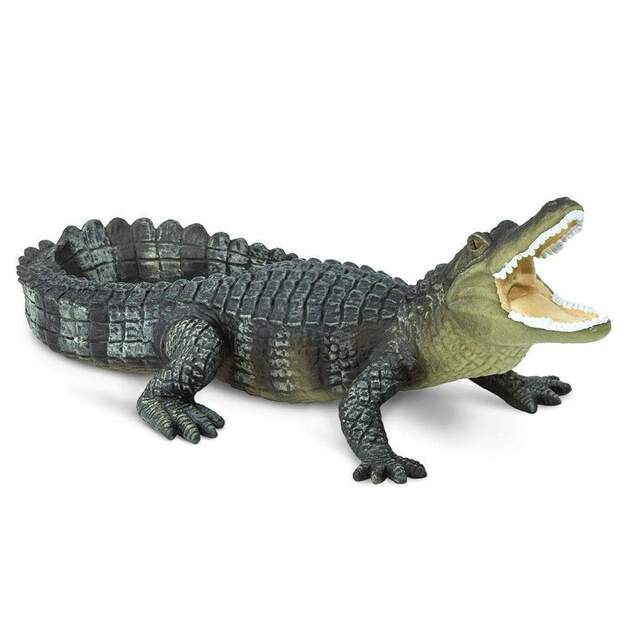 Safari® Aligátor