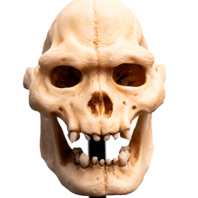 Weta Workshop Le Seigneur des Anneaux - Crâne de Lurtz Miniature