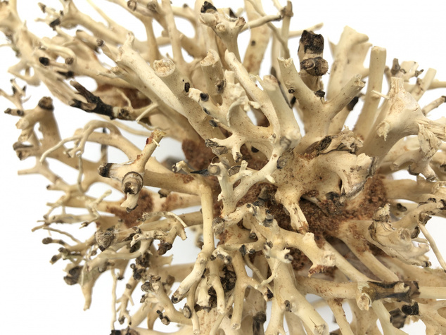 Bonsai Driftwood 20 x 15 x 16 cm No.10
