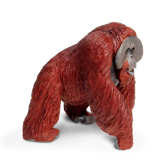 Safari® Borneo-Orang-Utan