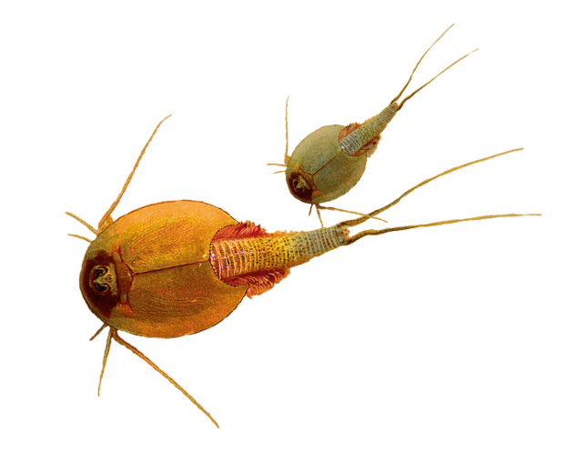 Triops World - vita preistorica