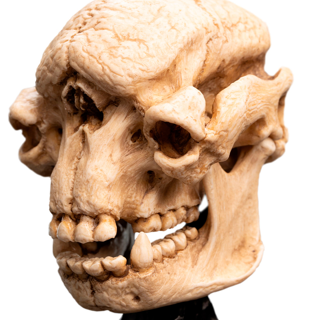 Weta Workshop Le Seigneur des Anneaux - Crâne d'un Troll des Cavernes Miniature