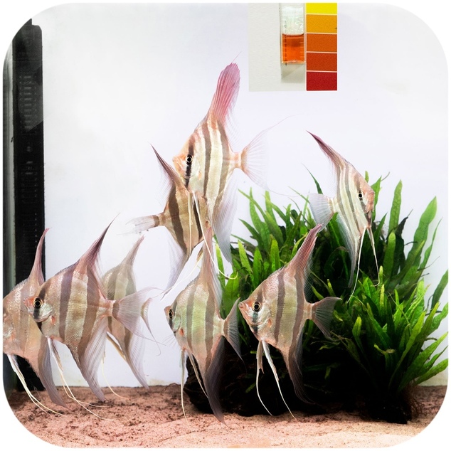 Neo Cap Booster Tropical 20 kapsulí