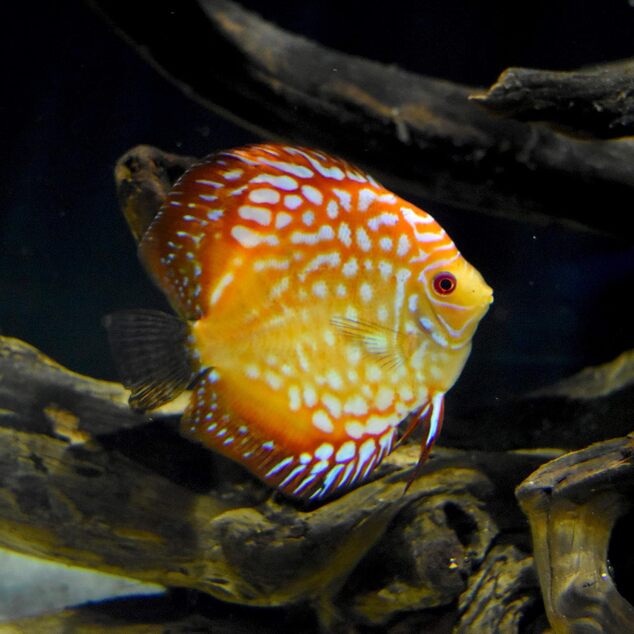 Seachem Discus Buffer 1 kg