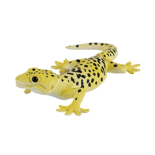 Moj Gekon Leopard.