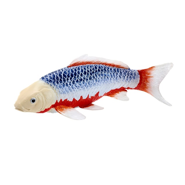 Mojo Kapor koi asagi