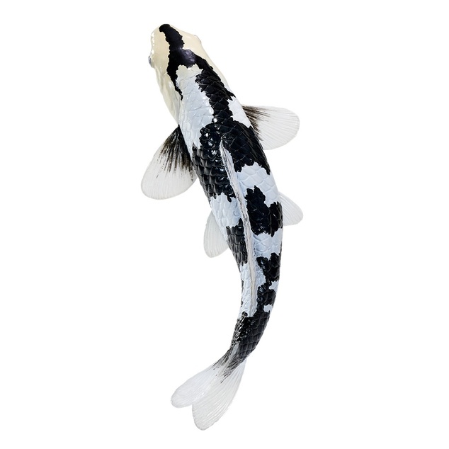 Mojo Kapor koi shiro utsuri