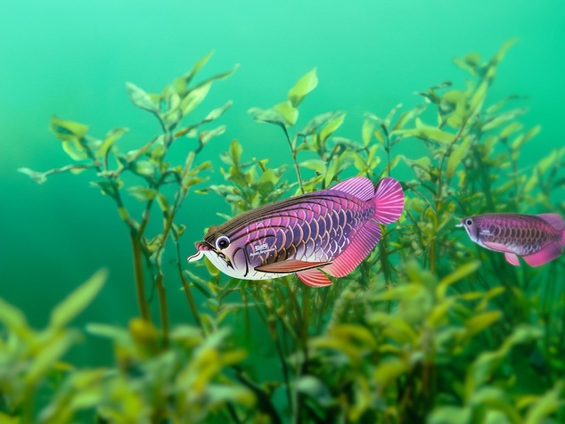 EUGY Arowana azijska 3D kartonasta sestavljanka