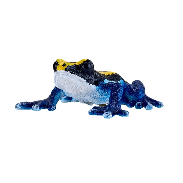 Mon Dendrobate tinctorius