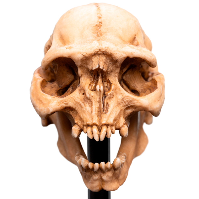 Weta Workshop Lord of the Rings - Craniul unui Orc din Moria Miniatură