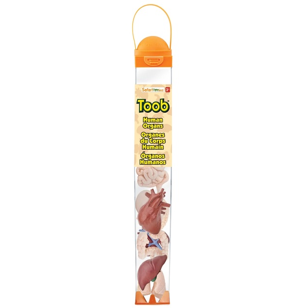 Safari® Toob Ľudské orgány 8 kusov