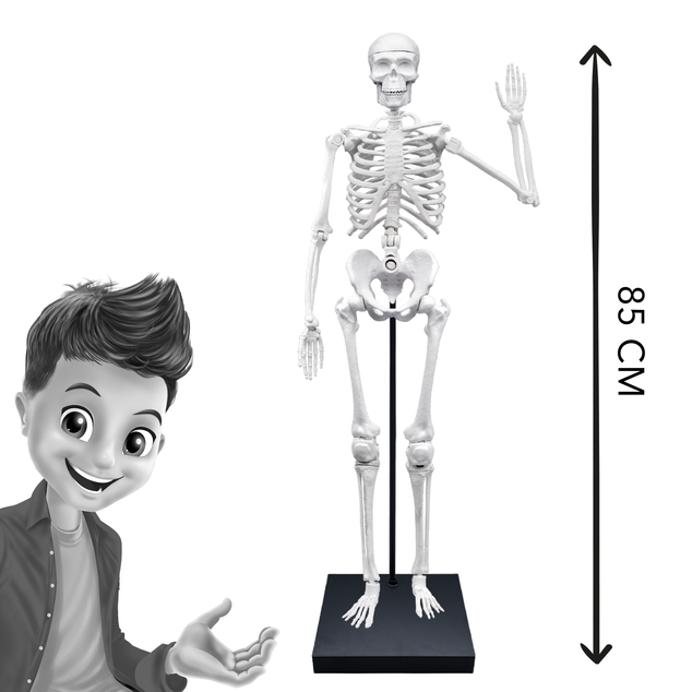 Ľudská kostra 85cm (2181)