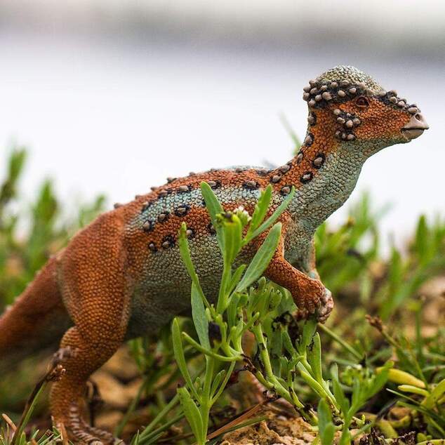 Safari® Pachycephalosaurus dinosaurus