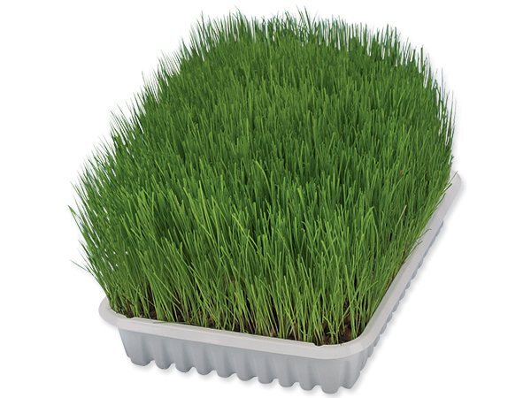 Tráva Trixie pre mačatá miska 100 g