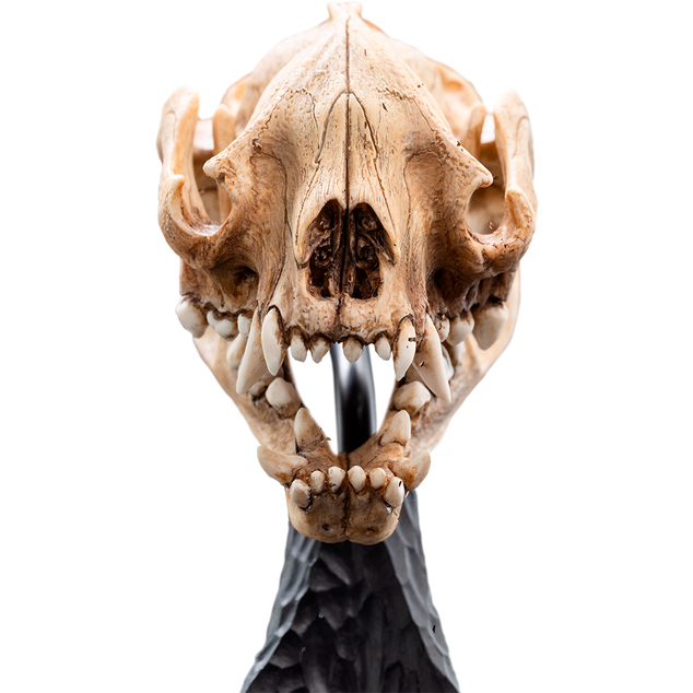 Weta Workshop A Gyűrűk Ura trilógia - Miniatűr Warg koponya
