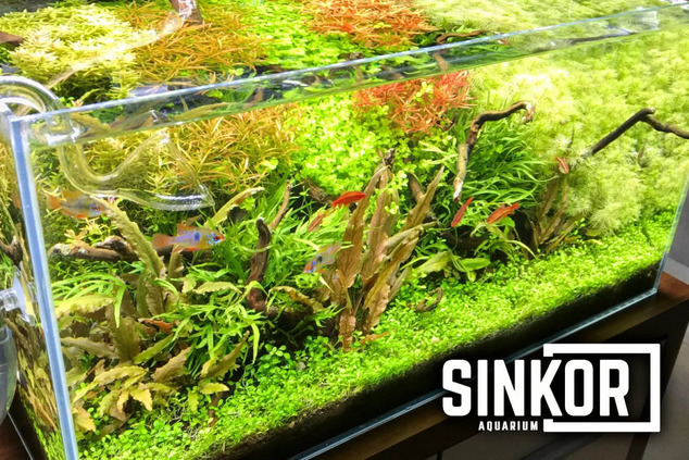Sinkor LED II 15 cm WRB 5W s Wifi LED Control