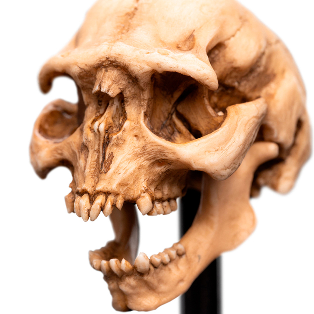 Weta Workshop Lord of the Rings - Craniul unui Orc din Moria Miniatură