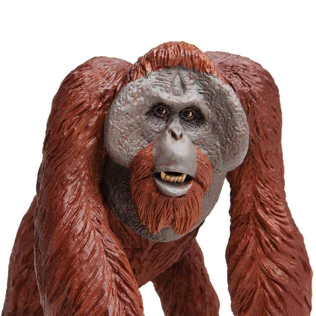 Safari® Borneo-Orang-Utan
