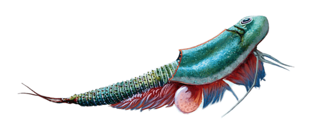 Triops World - vita preistorica
