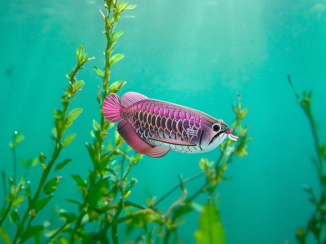 EUGY Arowana azijska 3D kartonasta sestavljanka