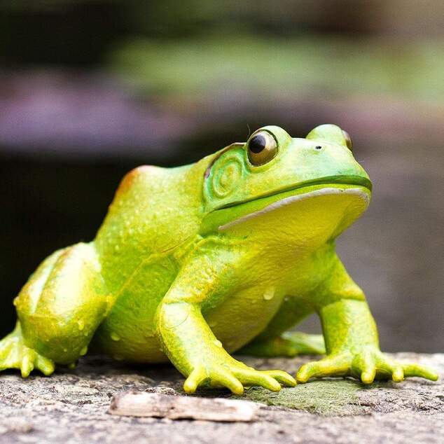 Safari® Skokan býčí