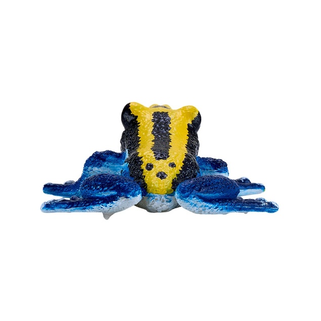 Mon Dendrobate tinctorius