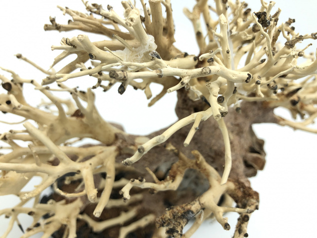 Bonsai Driftwood 20 x 15 x 16 cm No.28